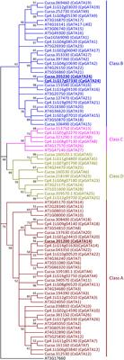 Lateral Root Initiation in the Parental Root Meristem of Cucurbits: Old Players in a New Position